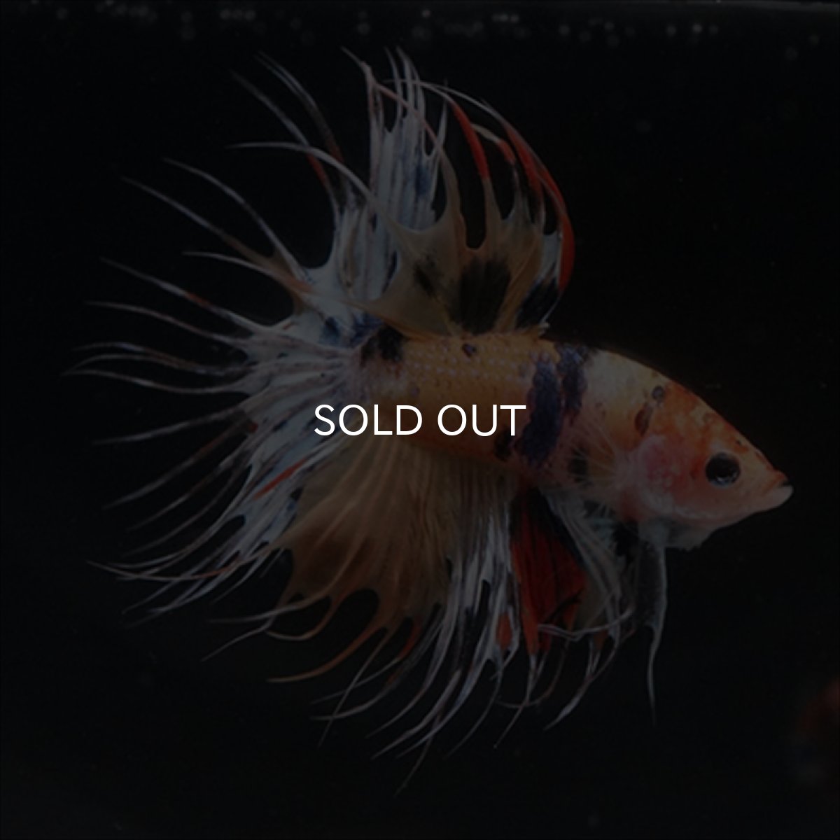 画像11: CT  キャンディ (11)