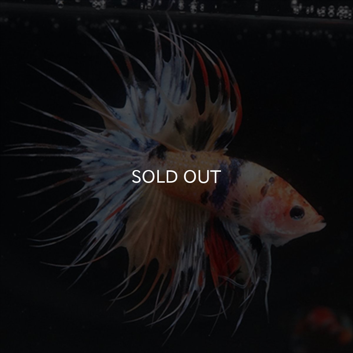 画像10: CT  キャンディ (10)