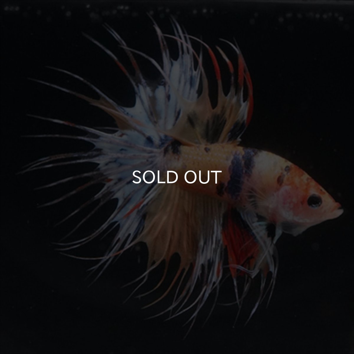 画像9: CT  キャンディ (9)