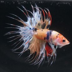 画像9: CT  キャンディ (9)