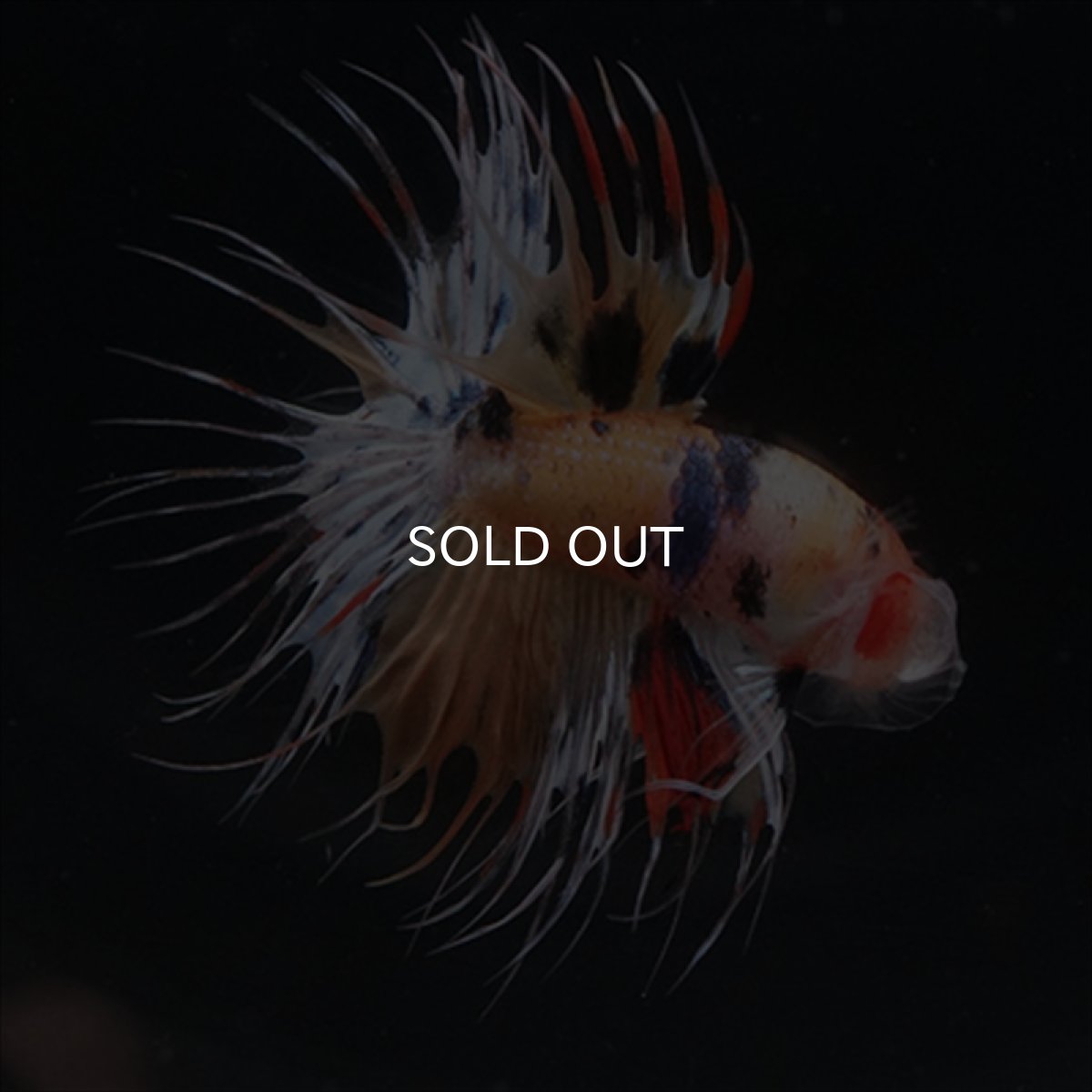 画像8: CT  キャンディ (8)