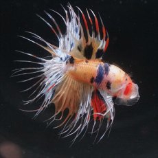 画像8: CT  キャンディ (8)