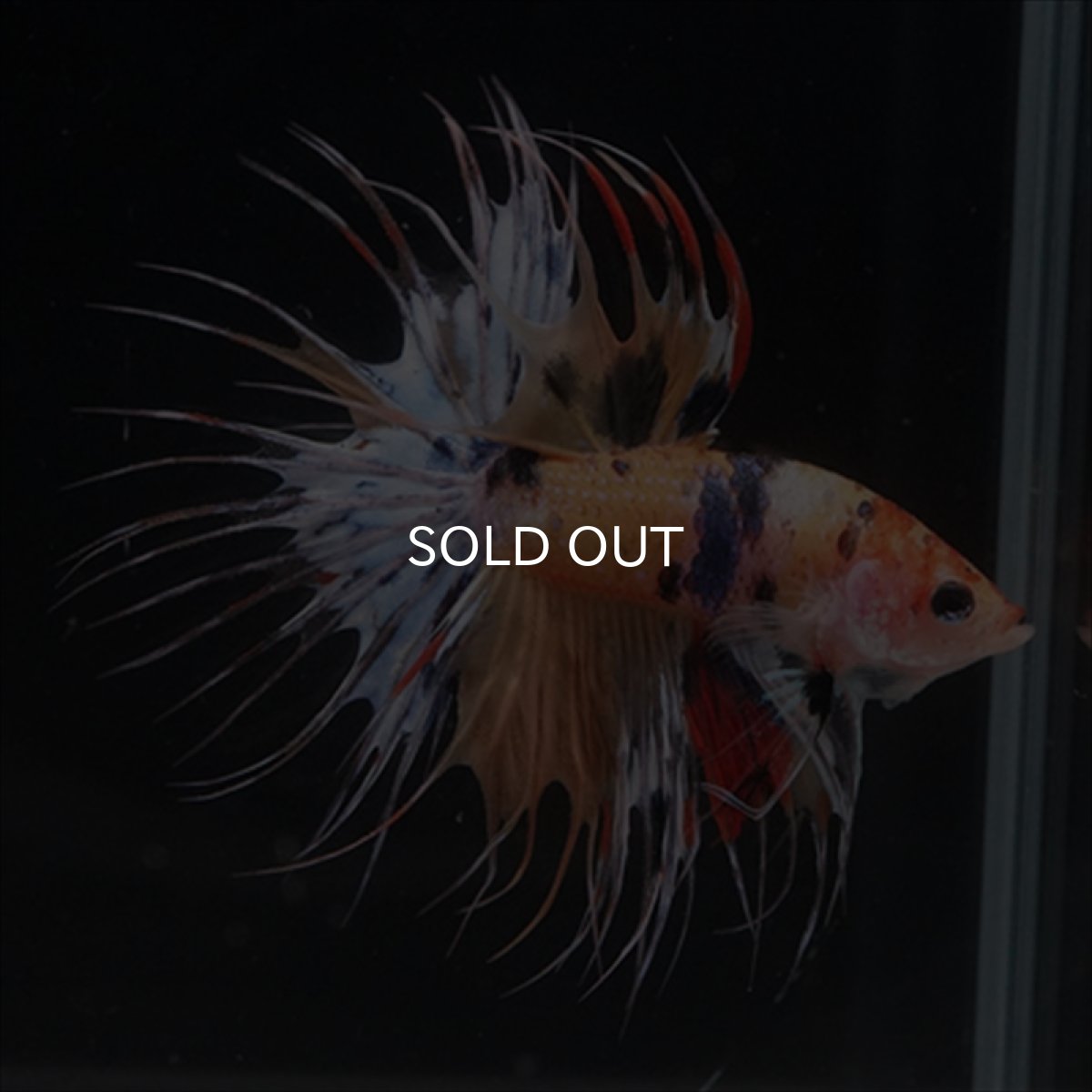 画像7: CT  キャンディ (7)