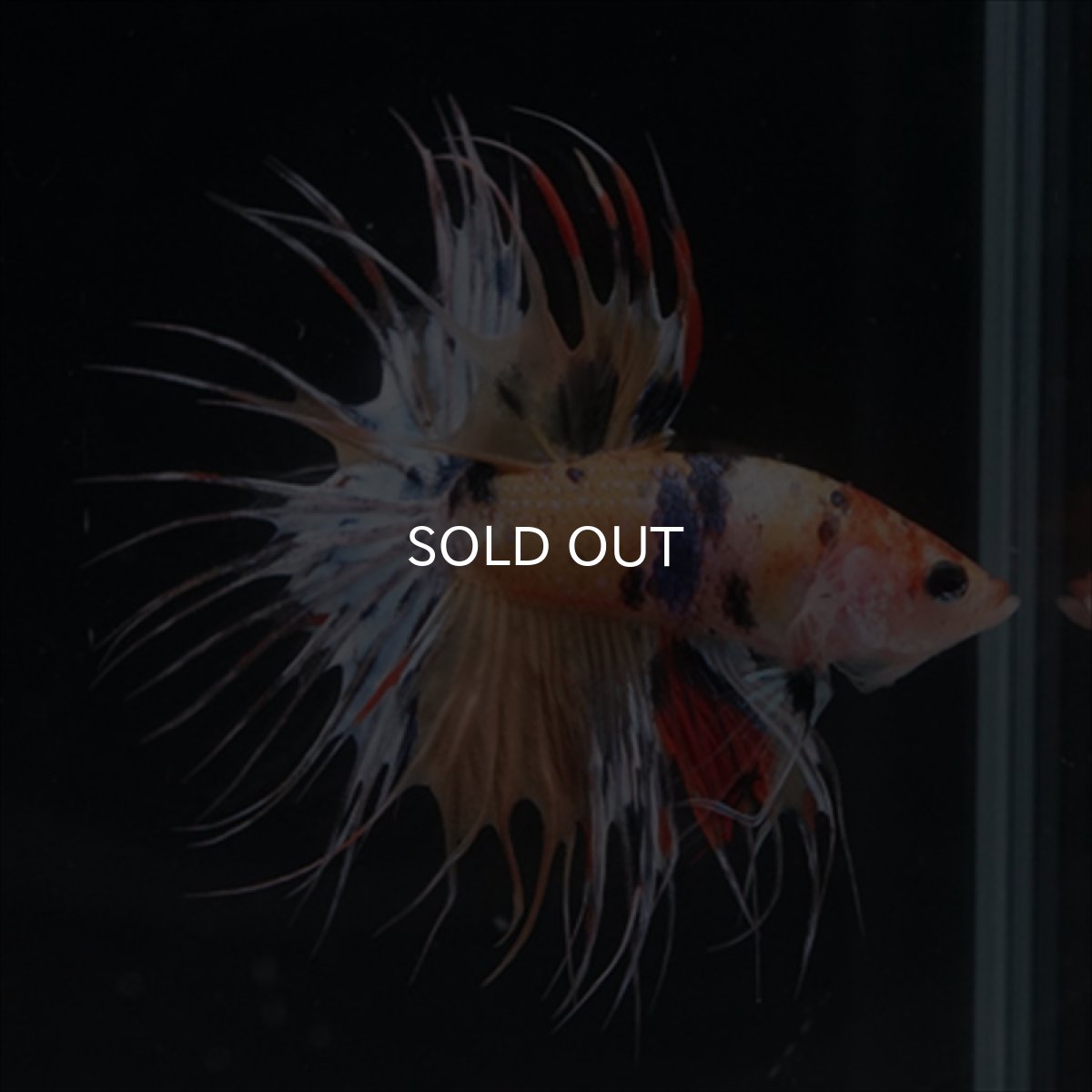 画像6: CT  キャンディ (6)