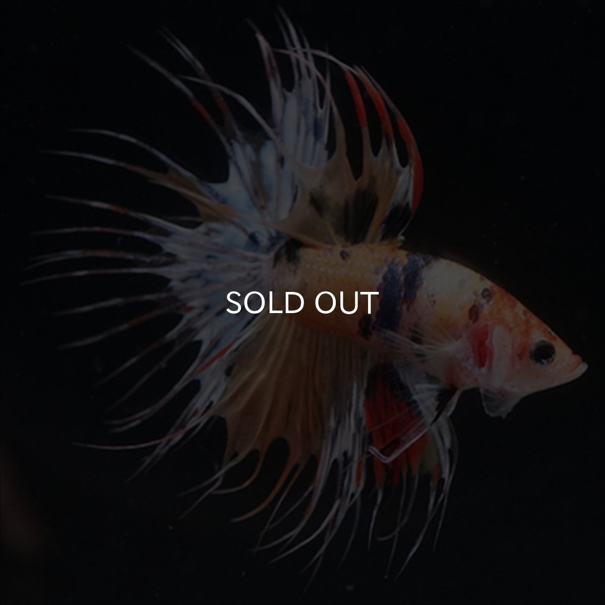 画像5: CT  キャンディ (5)