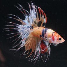 画像5: CT  キャンディ (5)