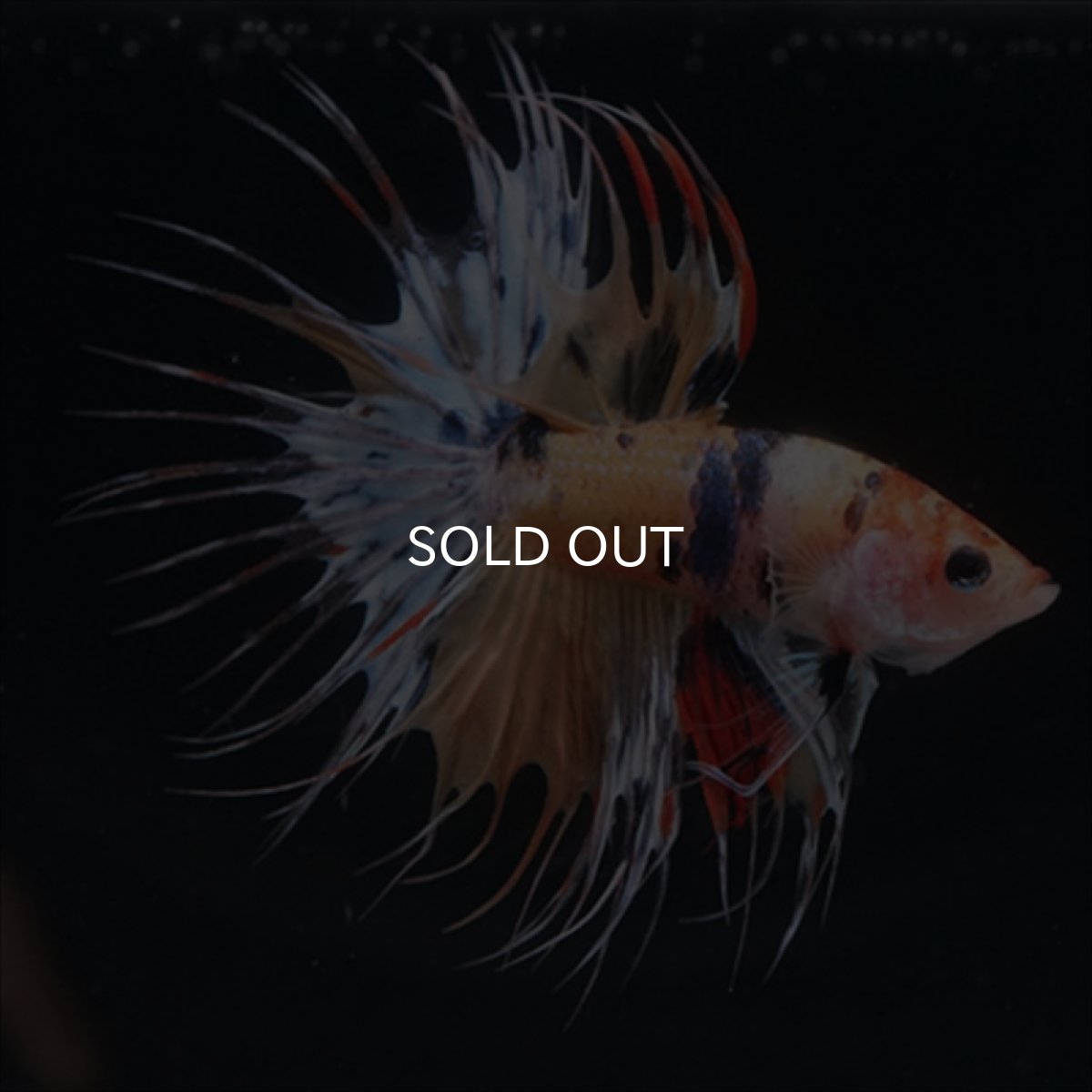 画像2: CT  キャンディ (2)