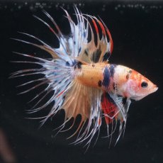 画像2: CT  キャンディ (2)