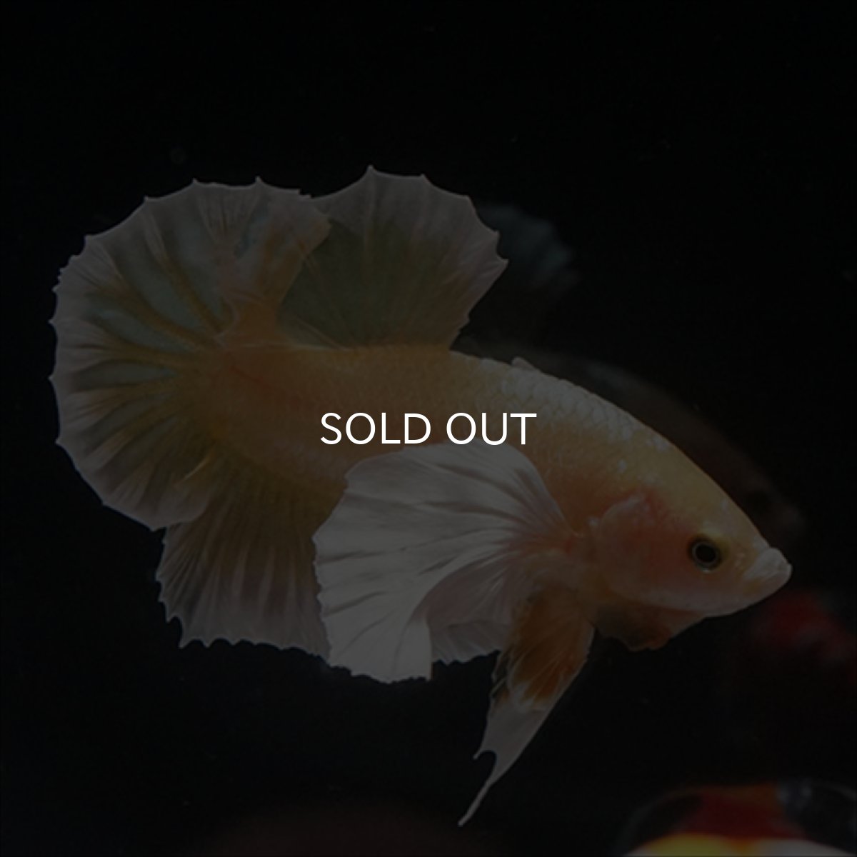 画像20: HMPK　イエローゴールドダンボ (20)