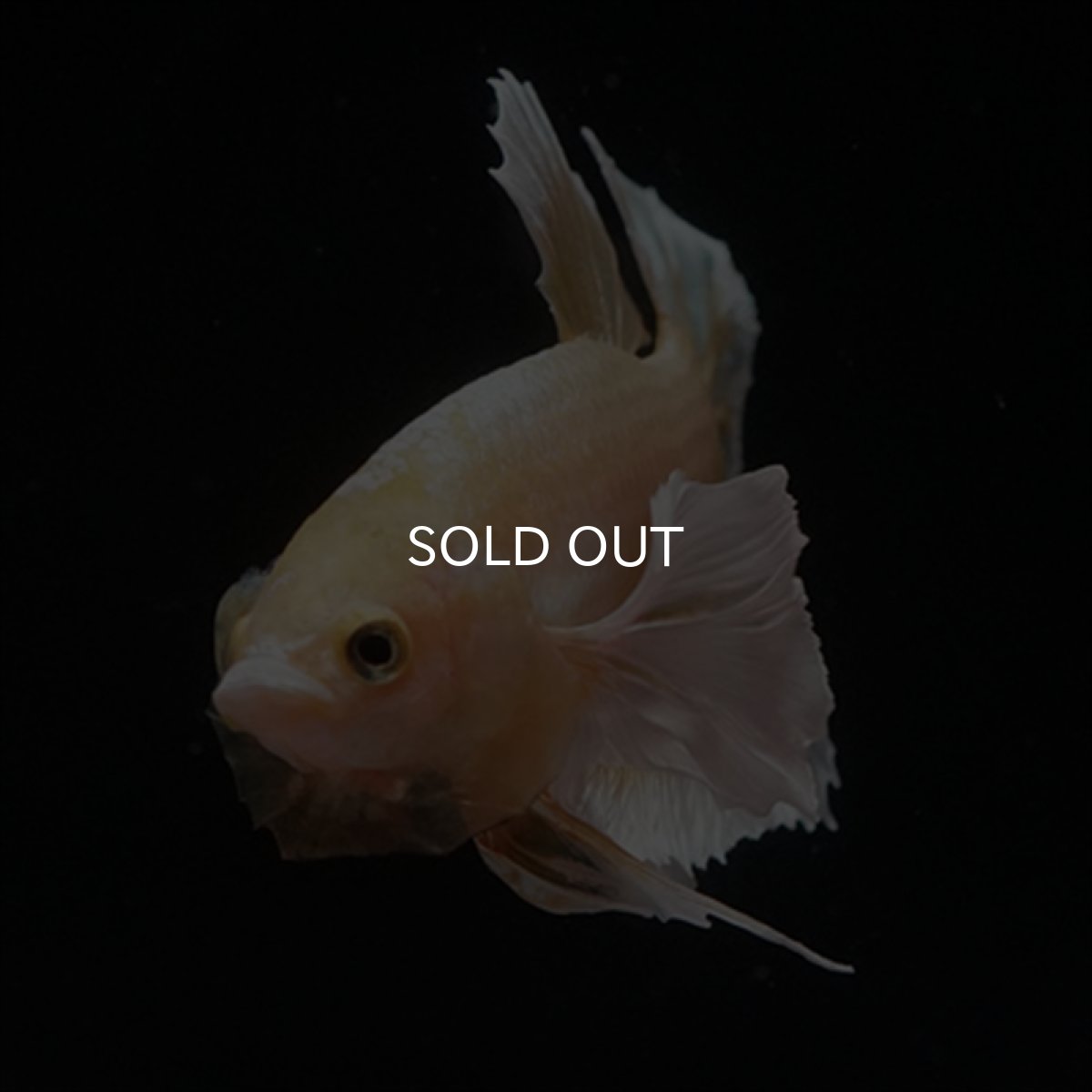 画像19: HMPK　イエローゴールドダンボ (19)