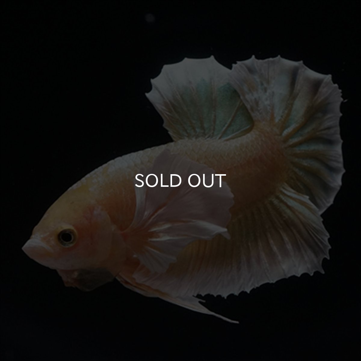 画像18: HMPK　イエローゴールドダンボ (18)