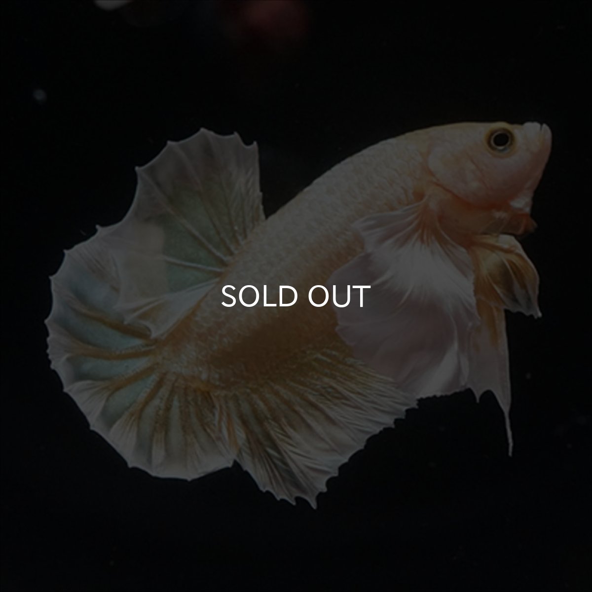 画像17: HMPK　イエローゴールドダンボ (17)