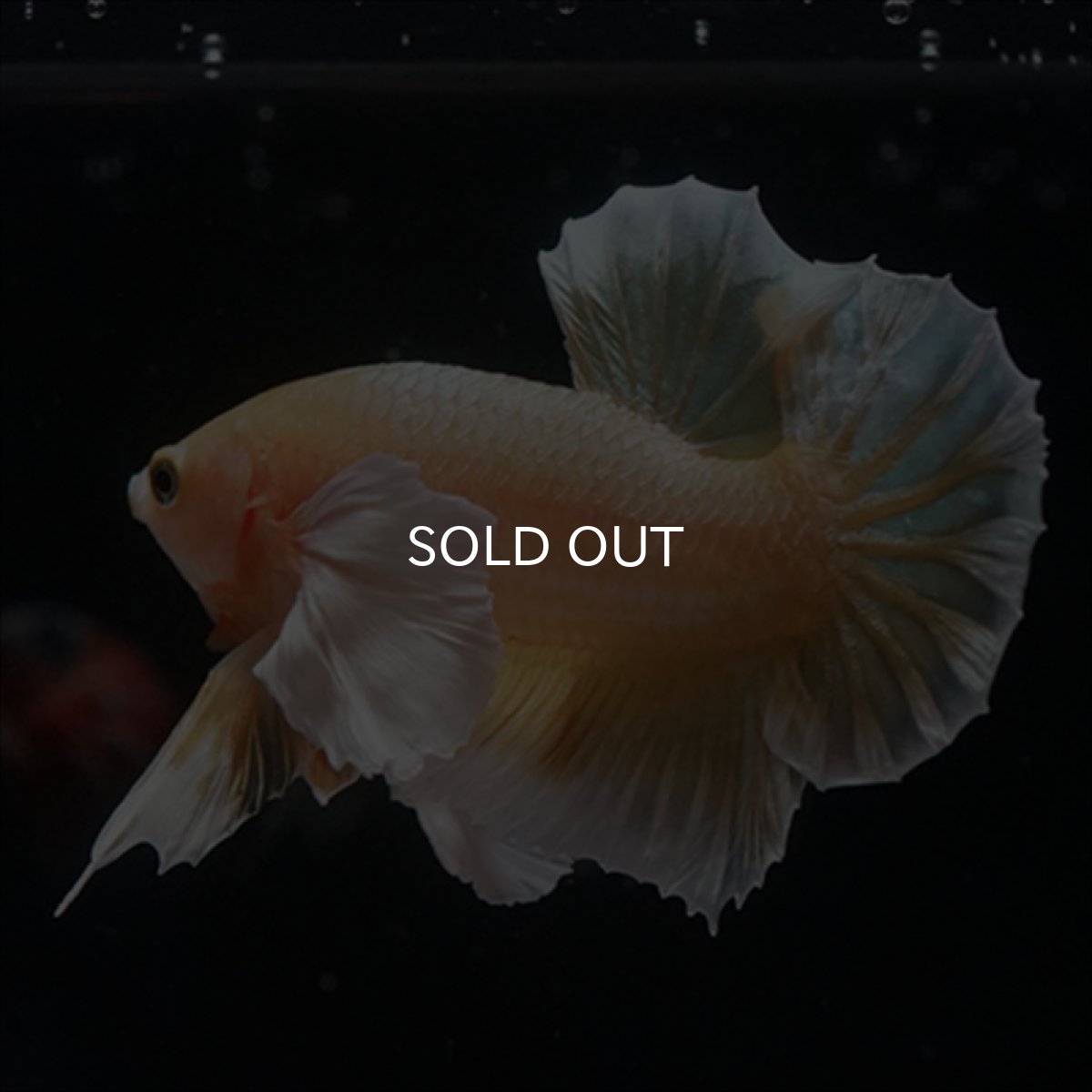 画像16: HMPK　イエローゴールドダンボ (16)