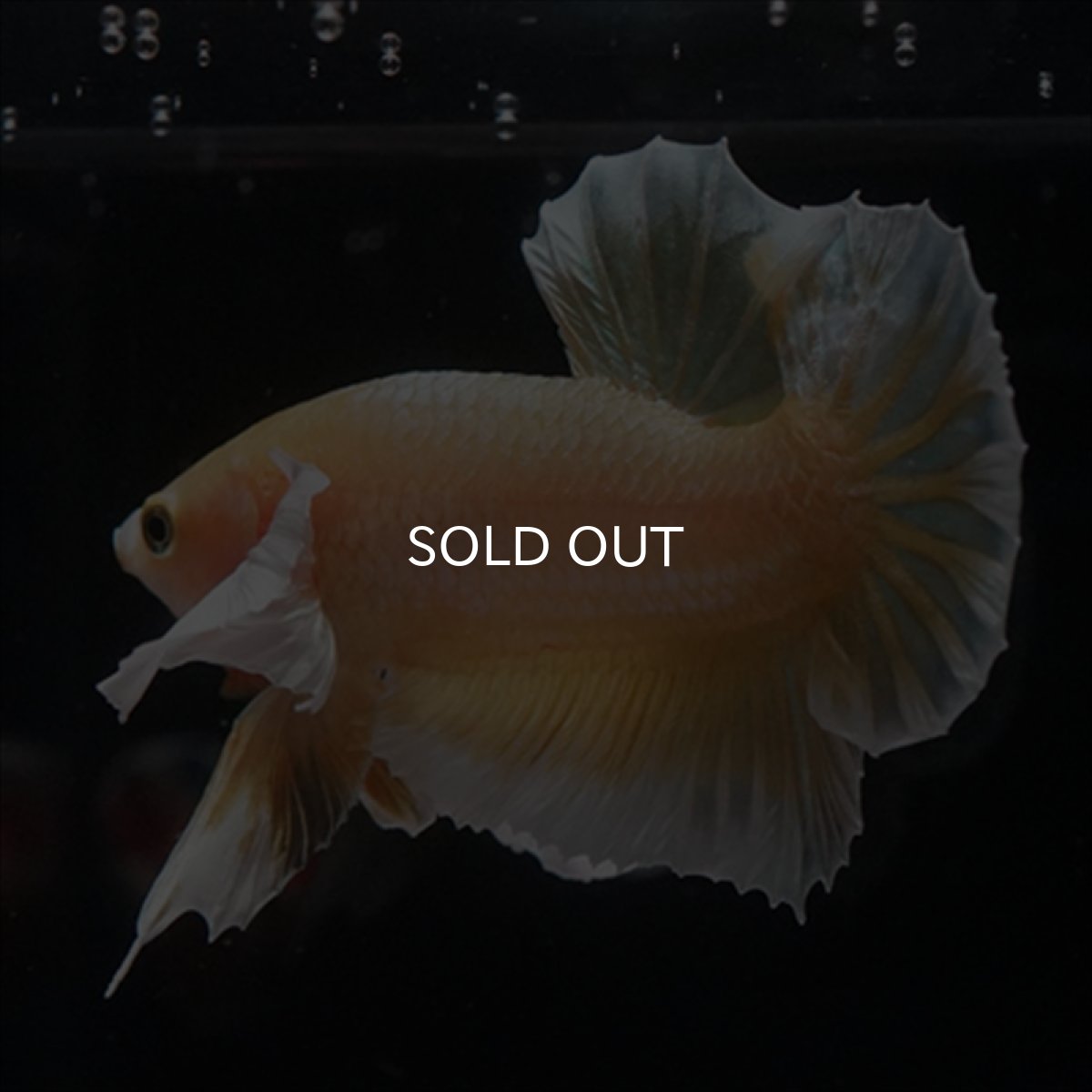 画像15: HMPK　イエローゴールドダンボ (15)