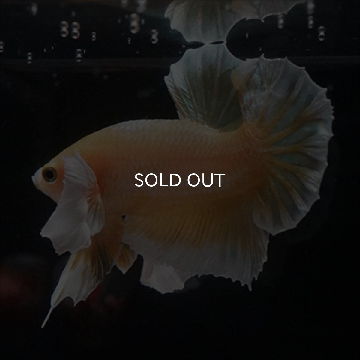 画像4: HMPK　イエローゴールドダンボ (4)