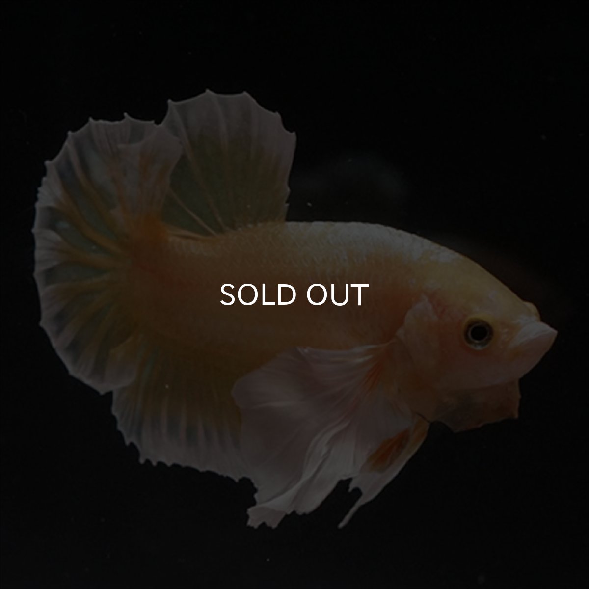 画像14: HMPK　イエローゴールドダンボ (14)