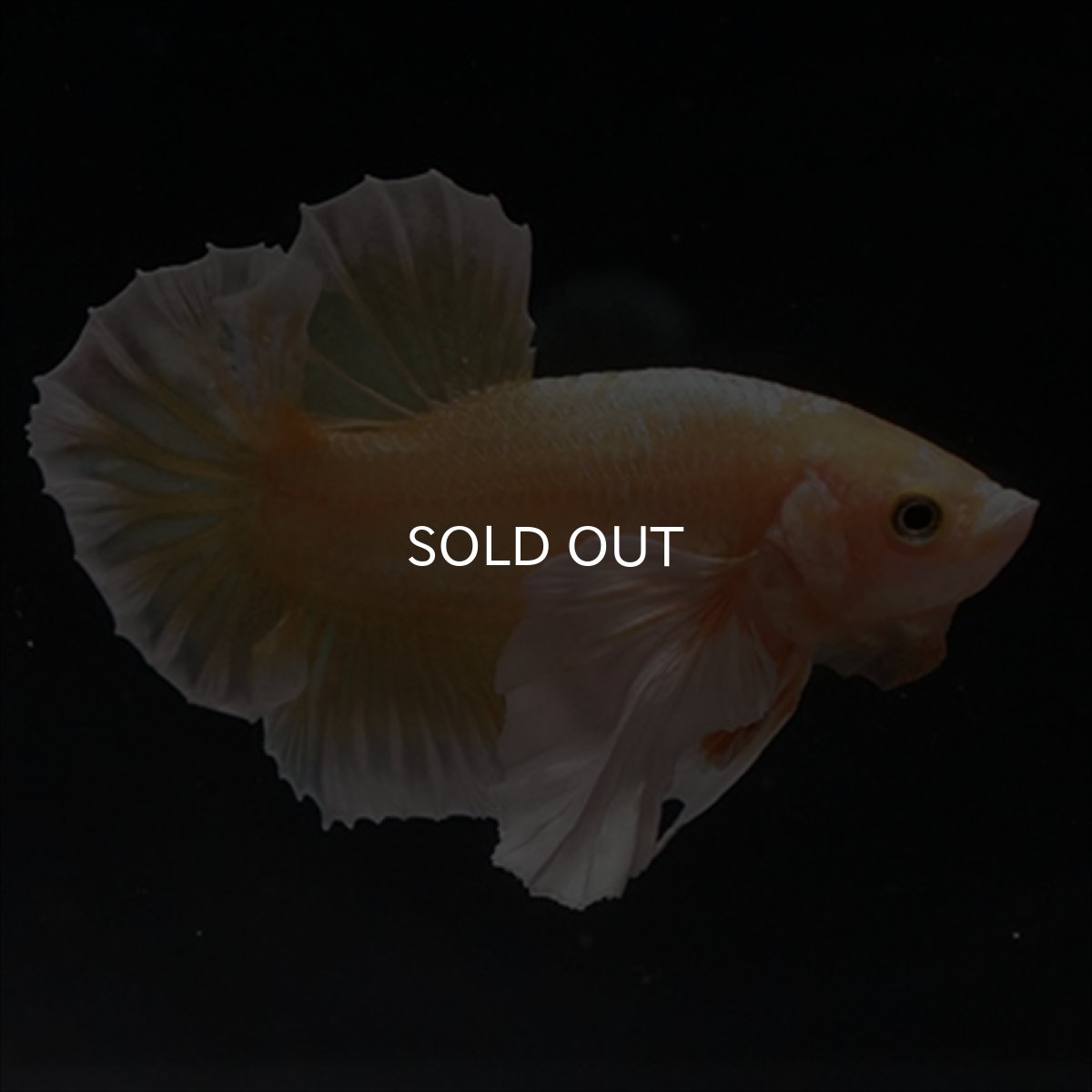 画像13: HMPK　イエローゴールドダンボ (13)