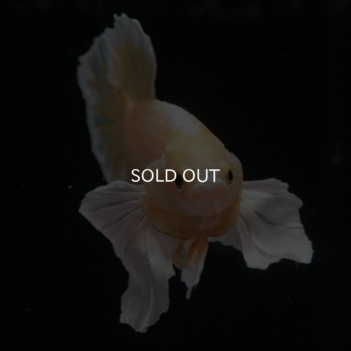 画像11: HMPK　イエローゴールドダンボ (11)