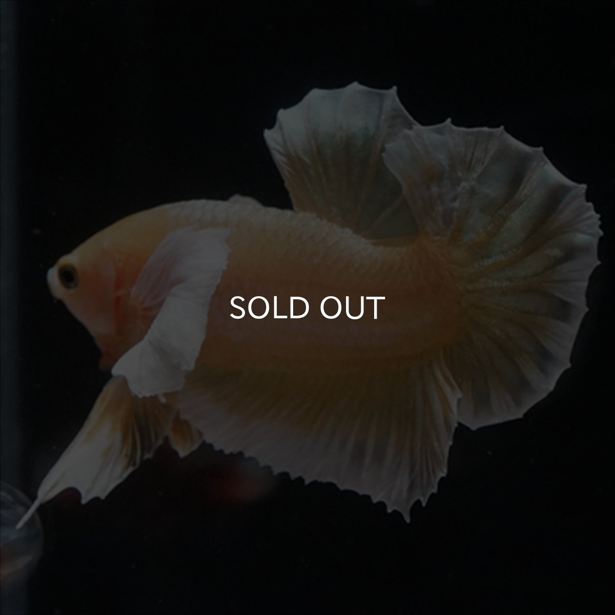 画像10: HMPK　イエローゴールドダンボ (10)