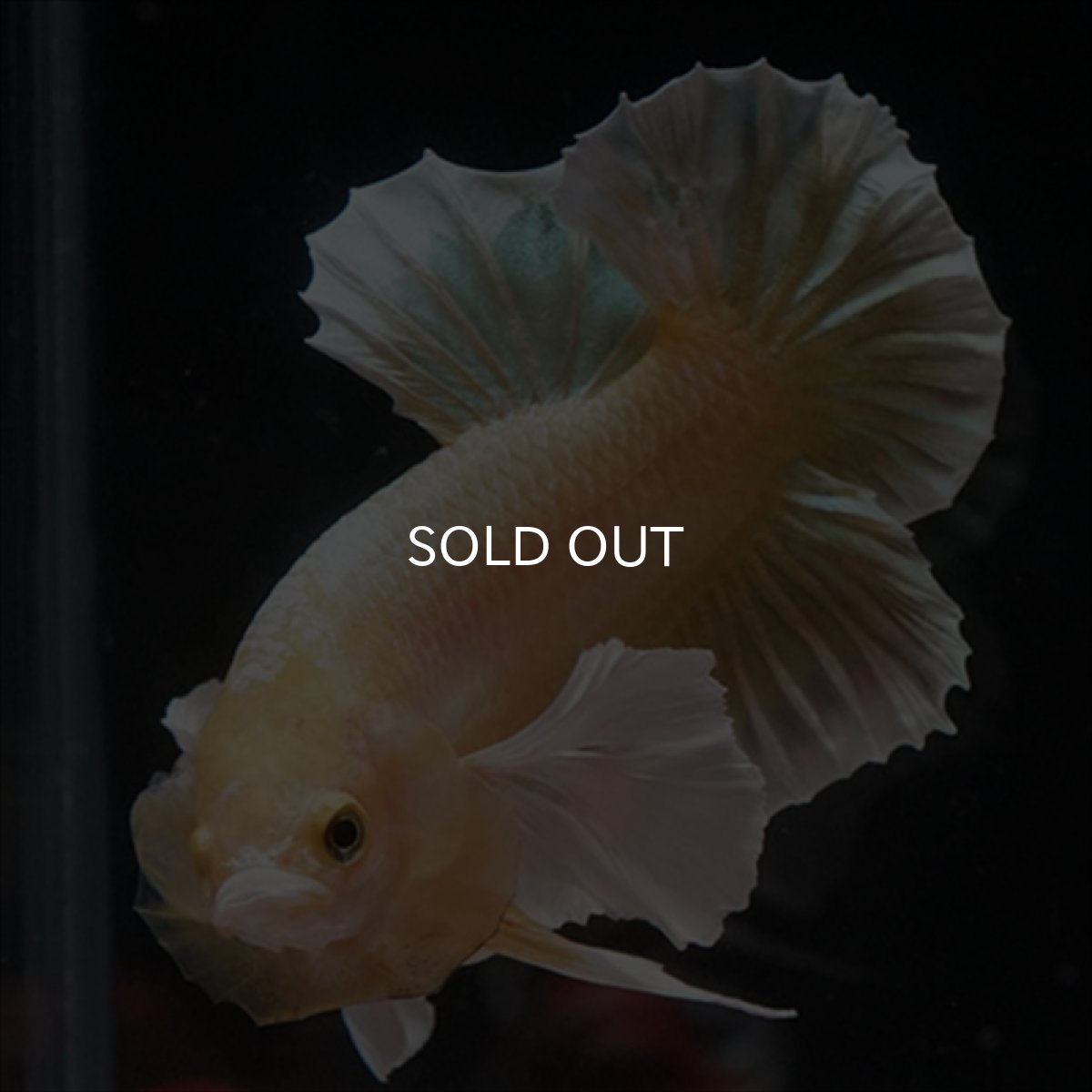 画像3: HMPK　イエローゴールドダンボ (3)