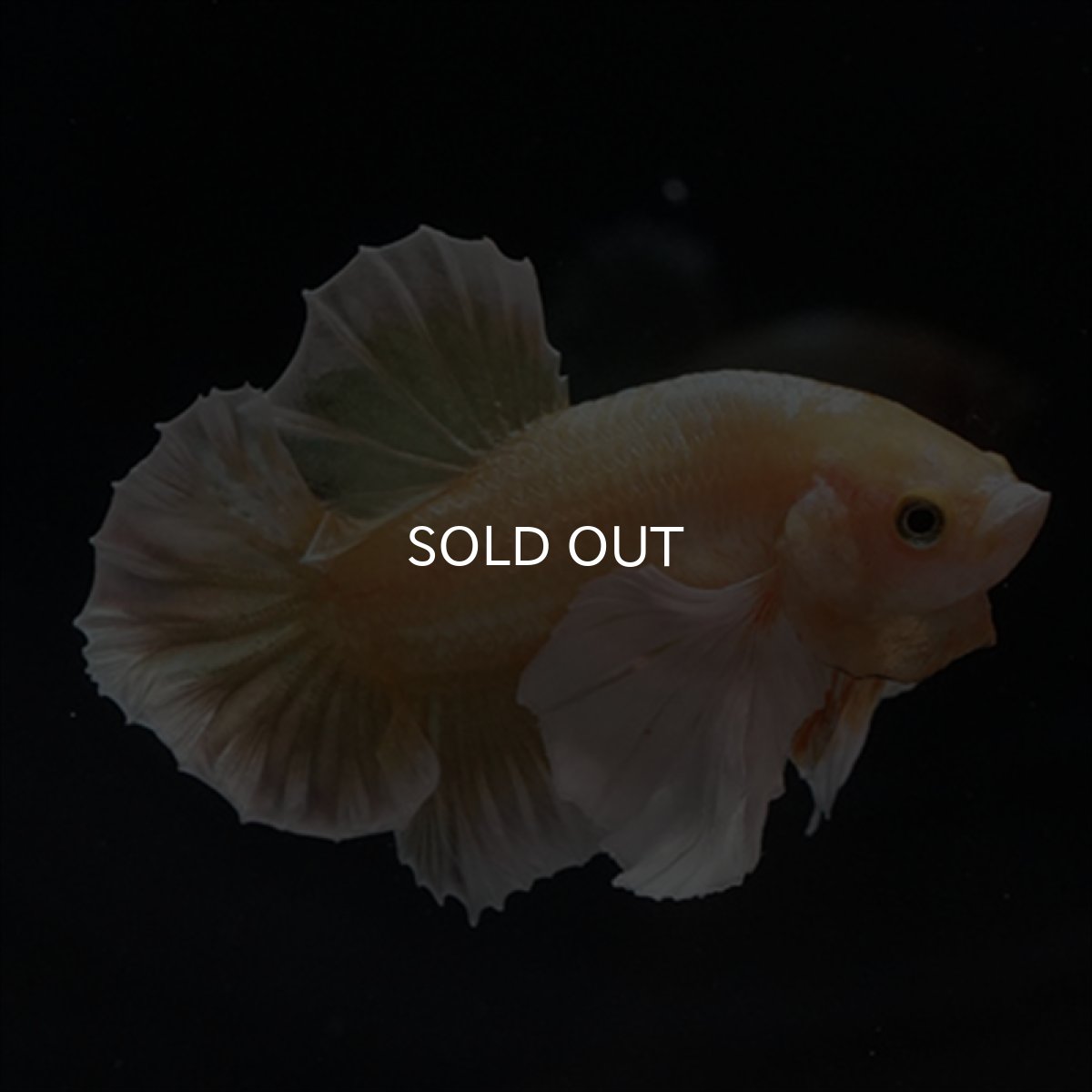 画像9: HMPK　イエローゴールドダンボ (9)