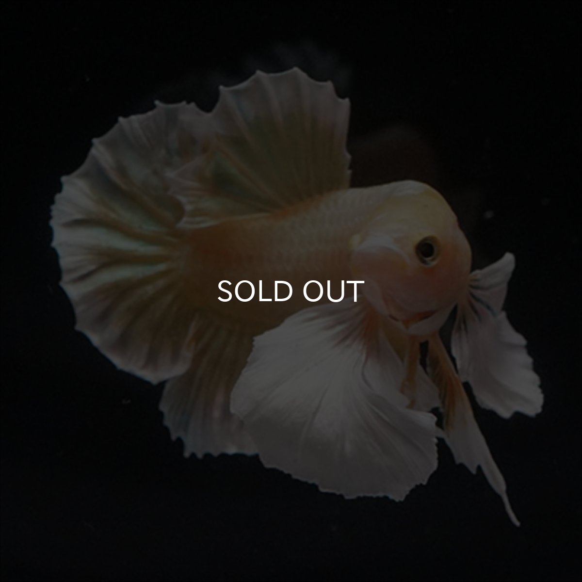 画像2: HMPK　イエローゴールドダンボ (2)