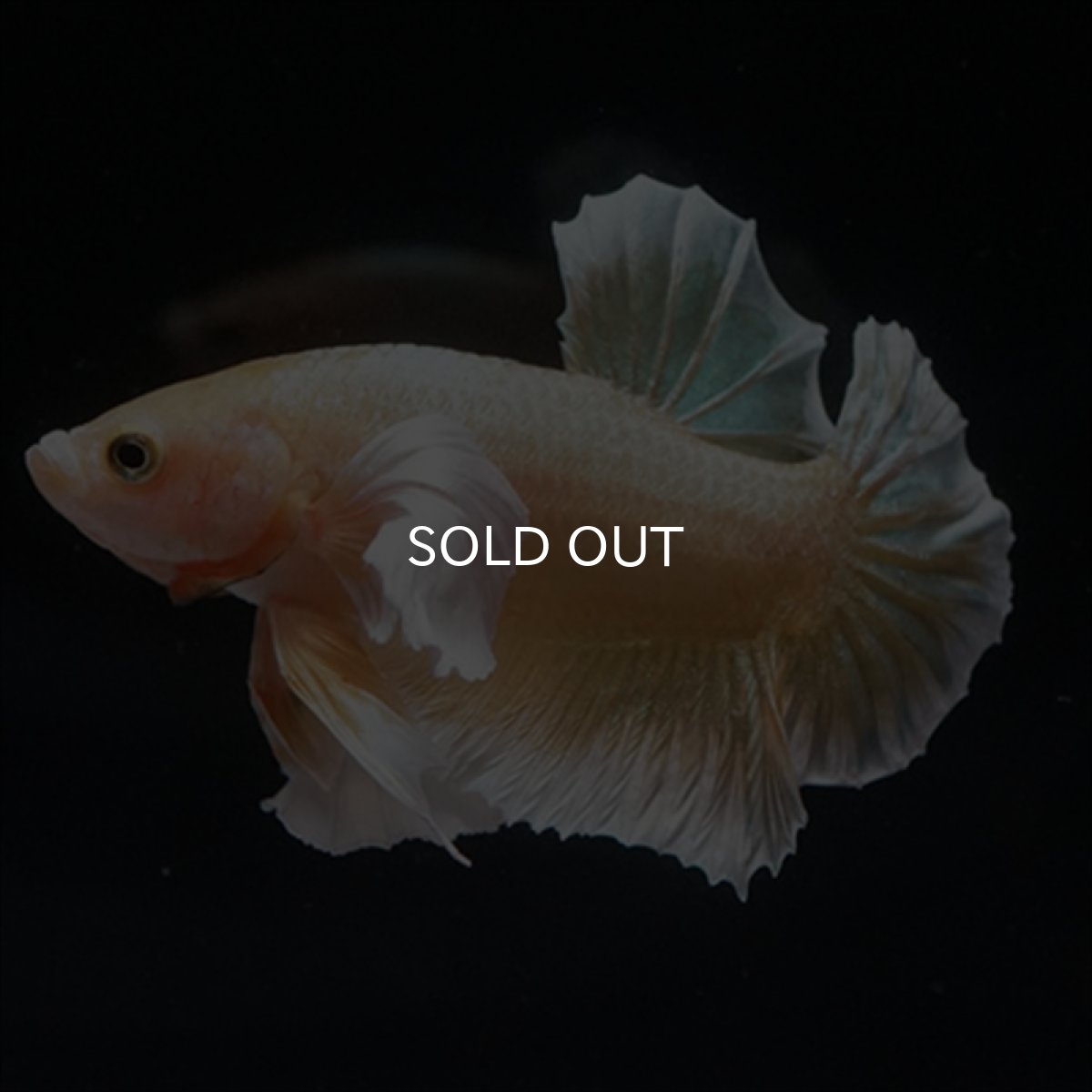 画像8: HMPK　イエローゴールドダンボ (8)