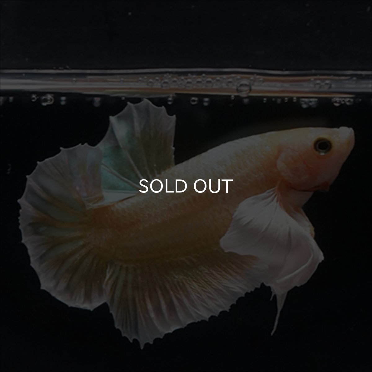 画像7: HMPK　イエローゴールドダンボ (7)