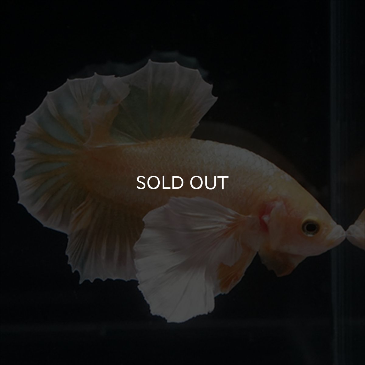 画像6: HMPK　イエローゴールドダンボ (6)