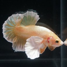 画像6: HMPK　イエローゴールドダンボ (6)