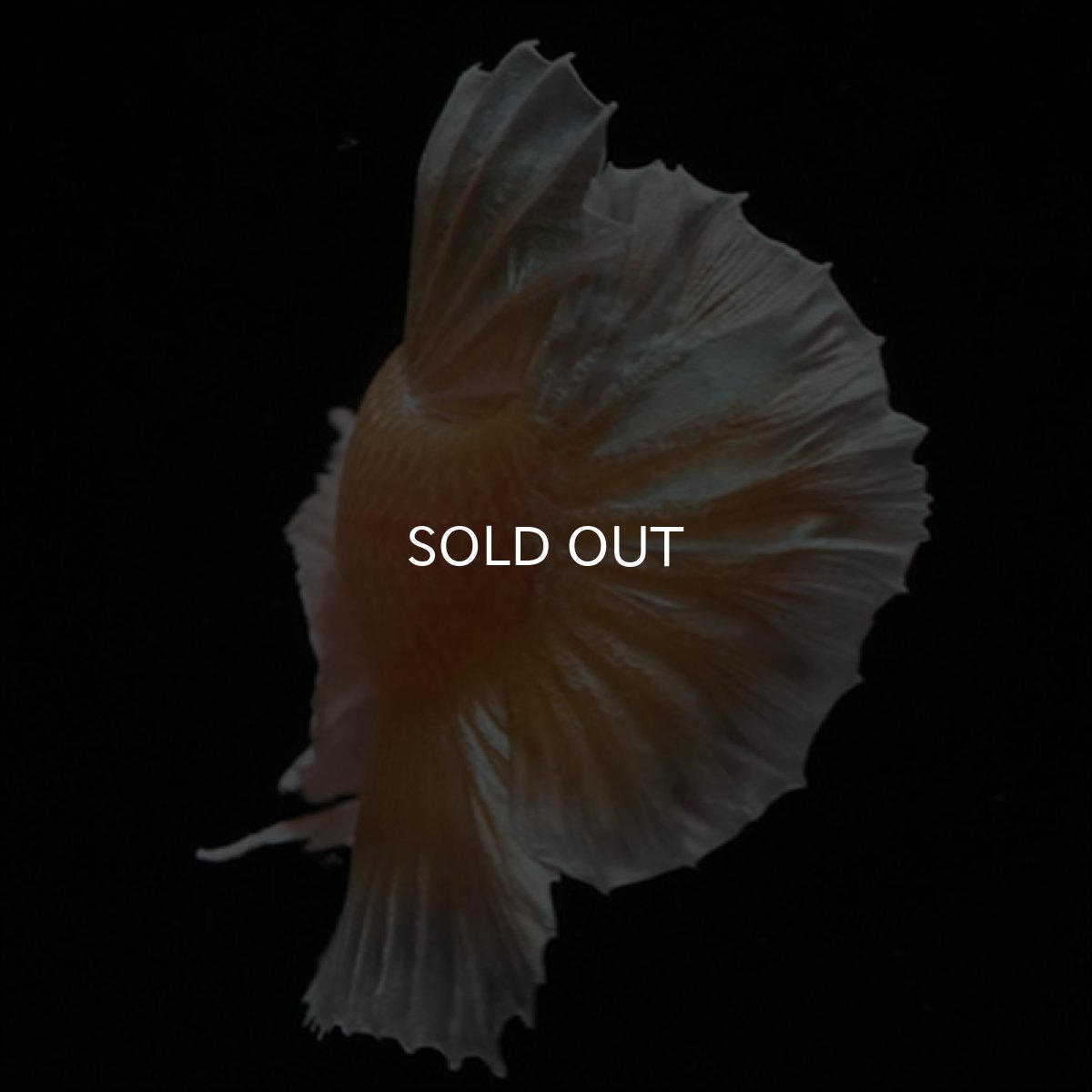 画像5: HMPK　イエローゴールドダンボ (5)