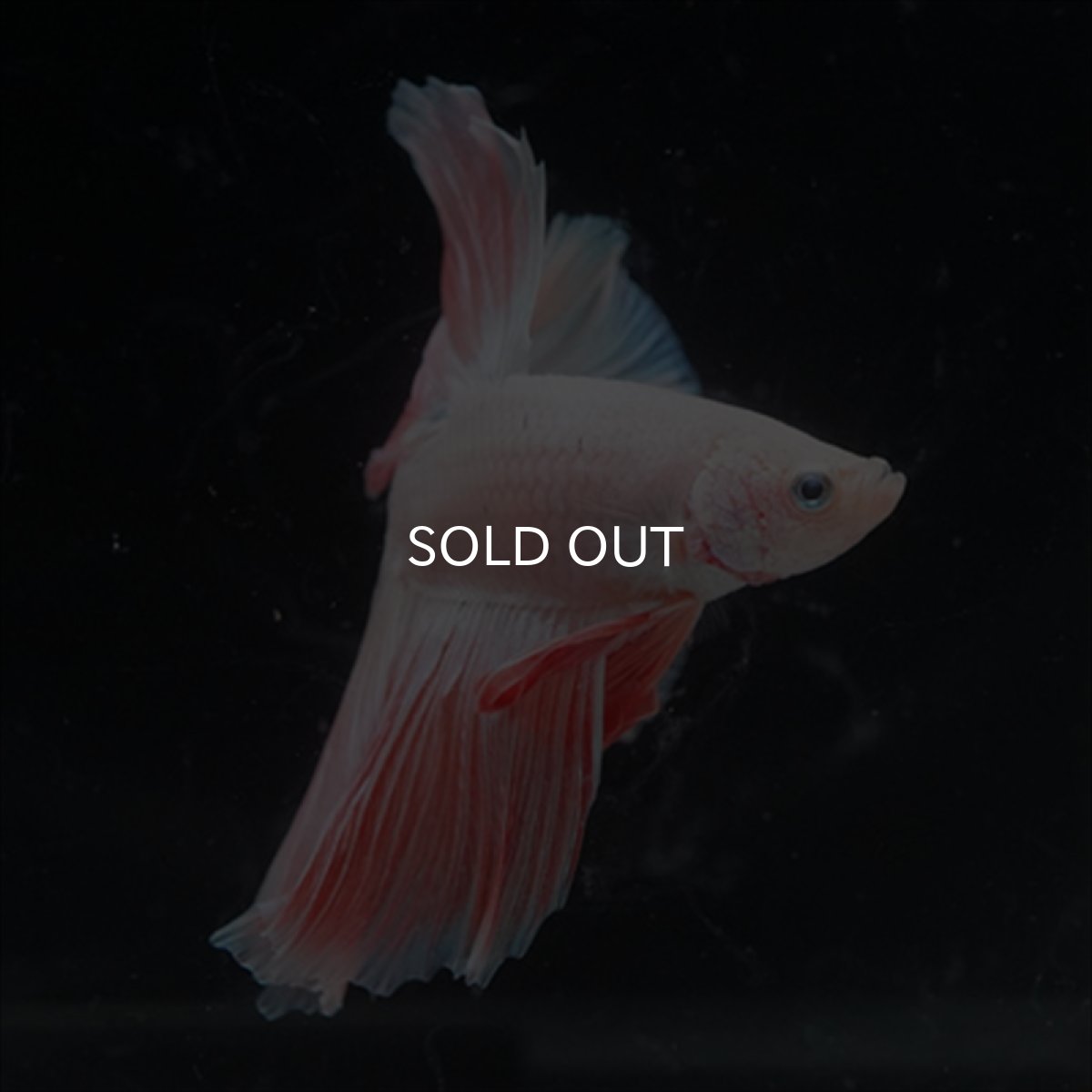 画像11: HM  ファンシーピンク (11)