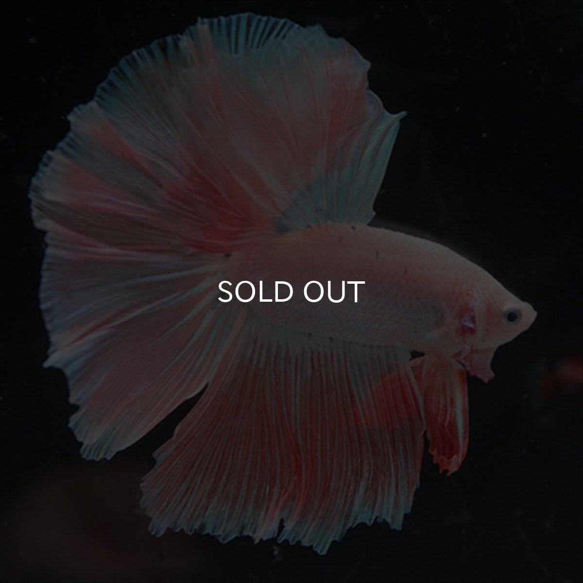 画像10: HM  ファンシーピンク (10)