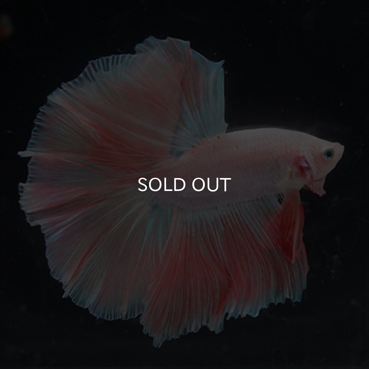 画像9: HM  ファンシーピンク (9)