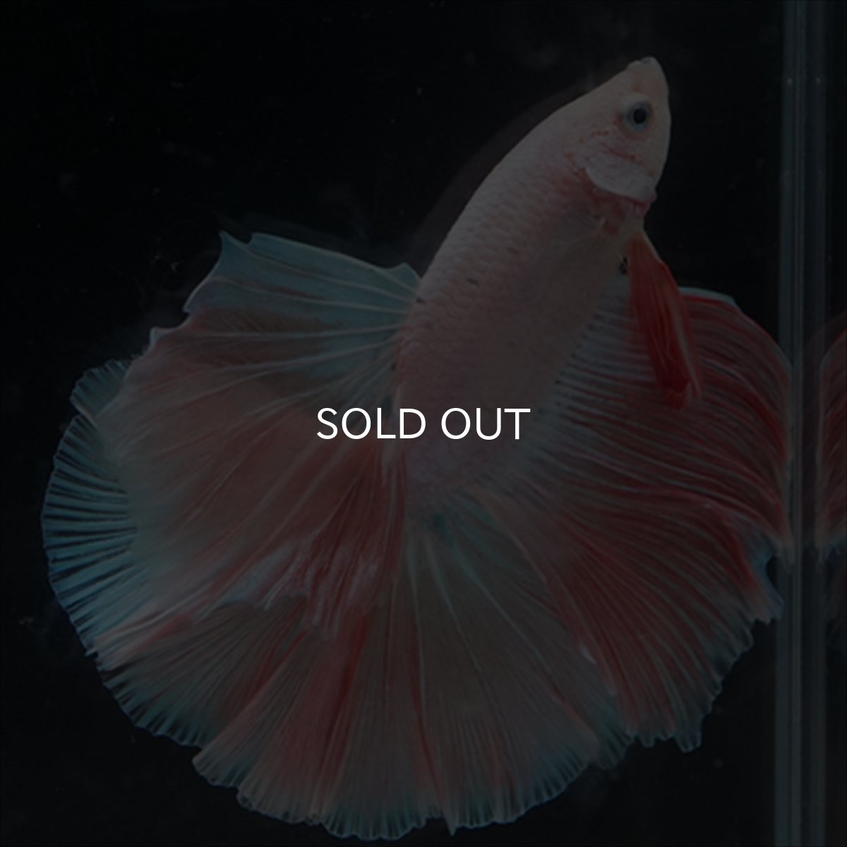 画像8: HM  ファンシーピンク (8)