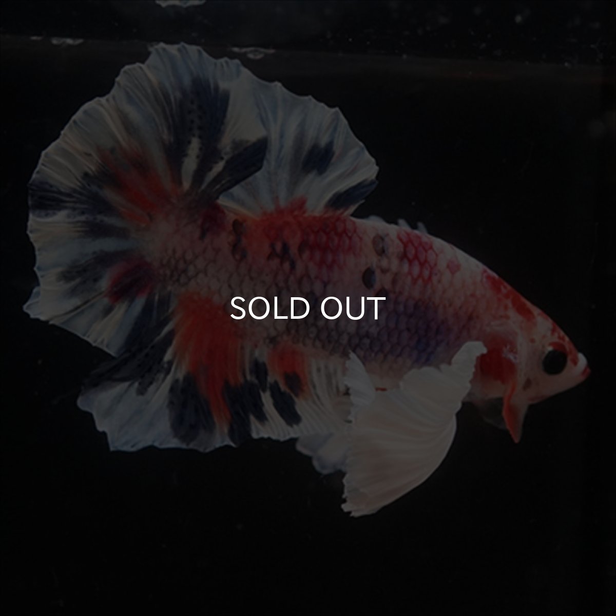 画像19: HMPK　キャンディダンボ (19)