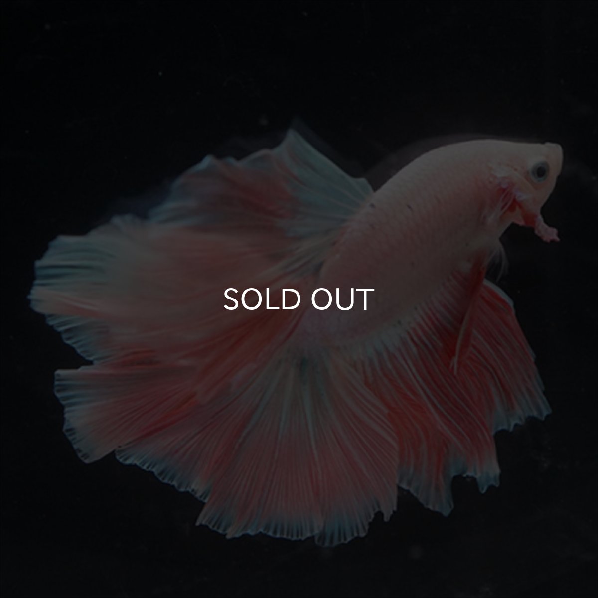 画像7: HM  ファンシーピンク (7)