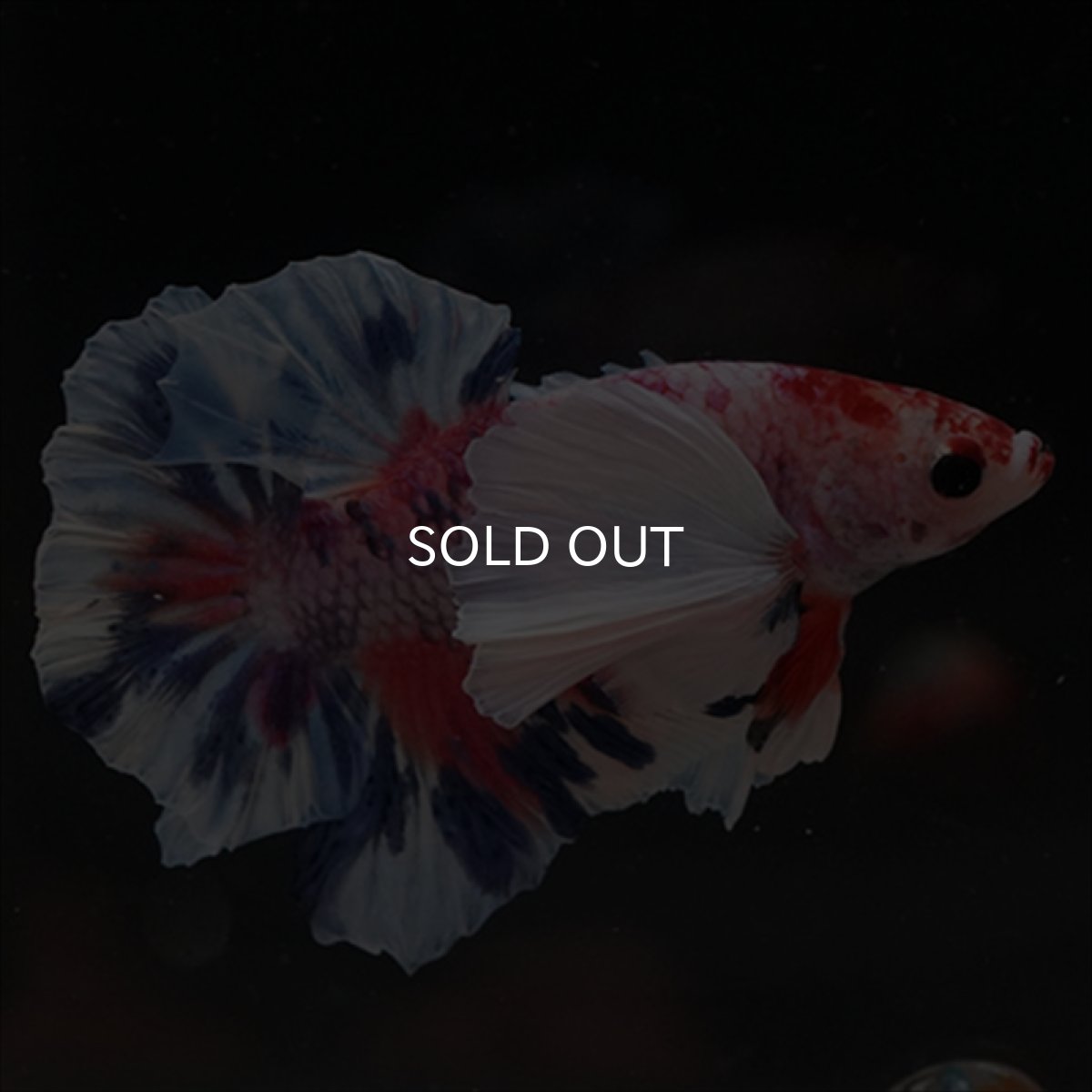 画像4: HMPK　キャンディダンボ (4)