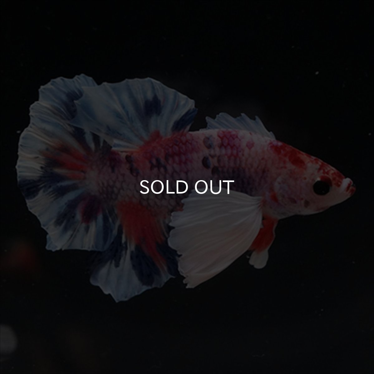 画像18: HMPK　キャンディダンボ (18)