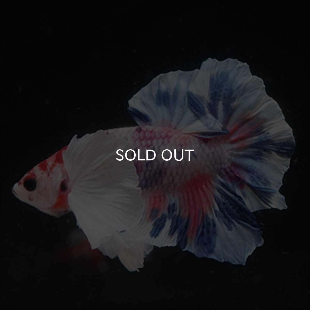 画像17: HMPK　キャンディダンボ (17)