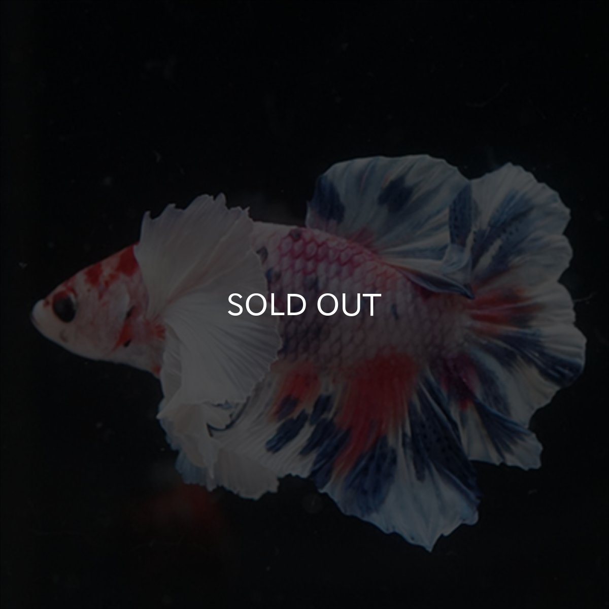 画像16: HMPK　キャンディダンボ (16)