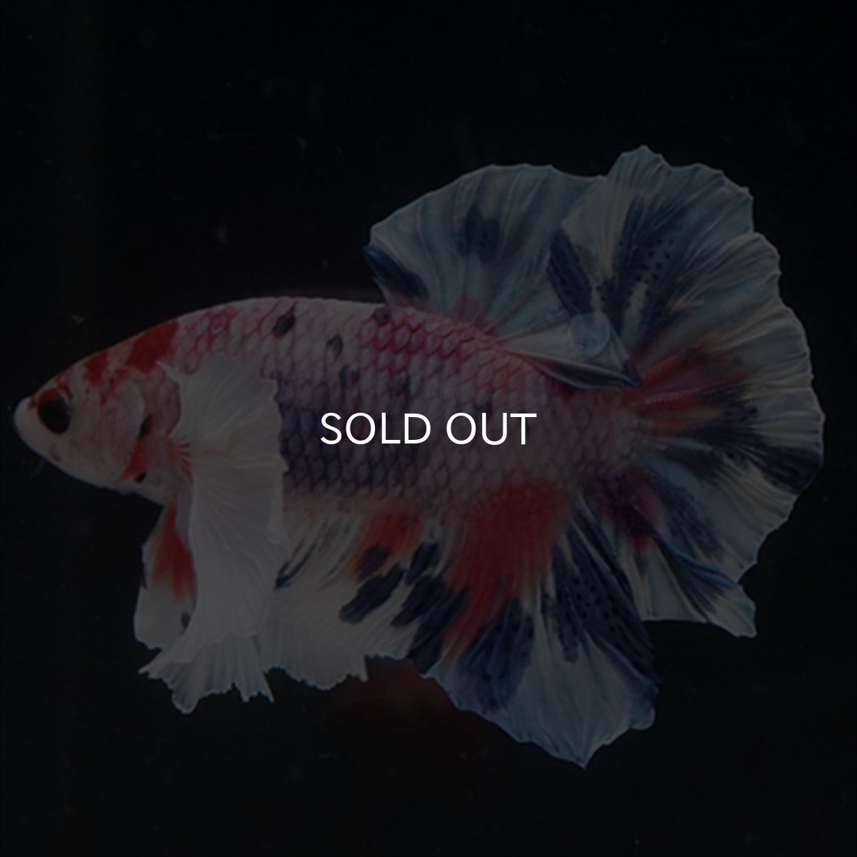 画像15: HMPK　キャンディダンボ (15)