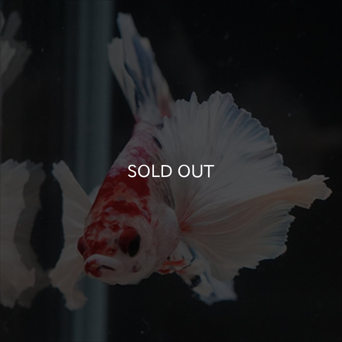 画像2: HMPK　キャンディダンボ (2)