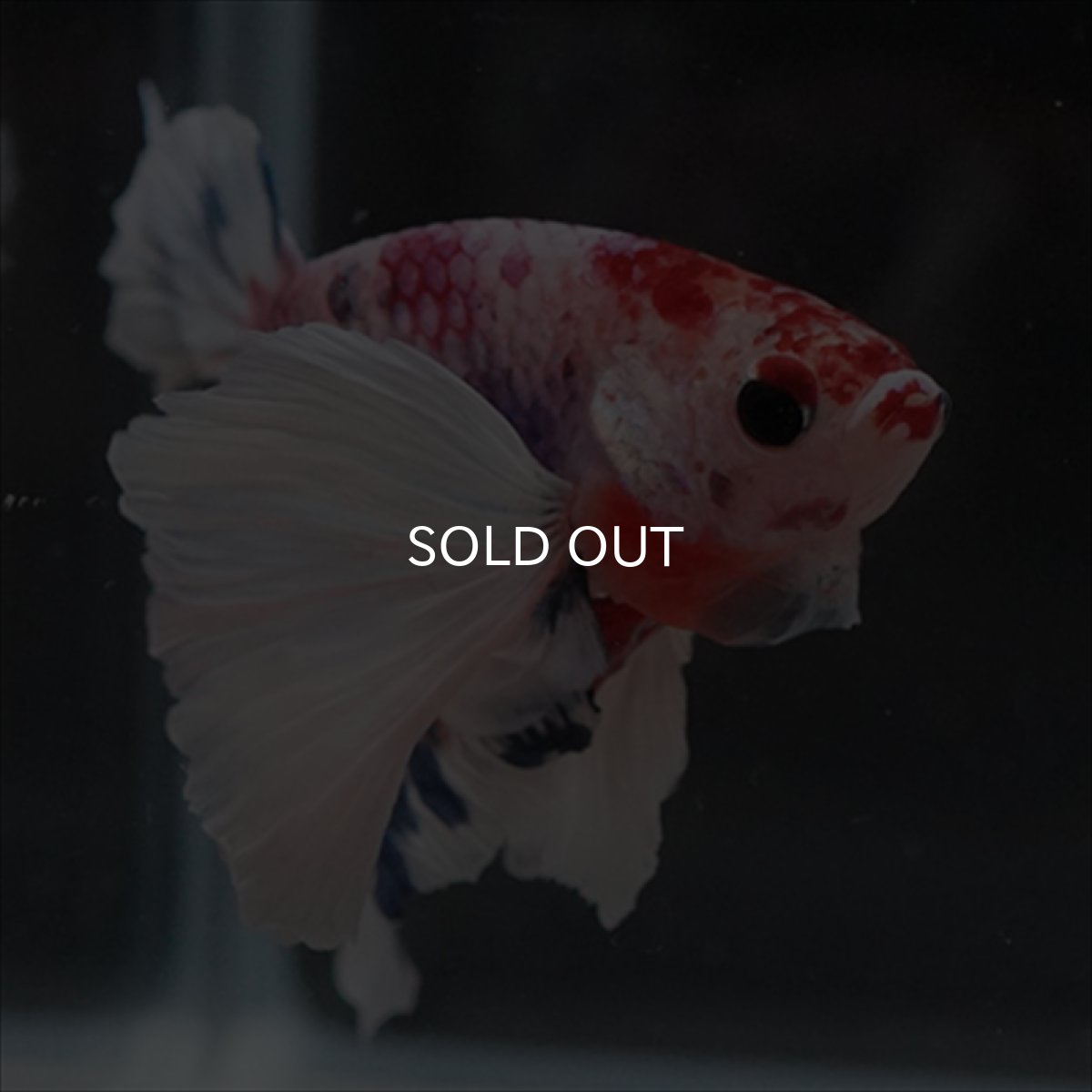 画像14: HMPK　キャンディダンボ (14)