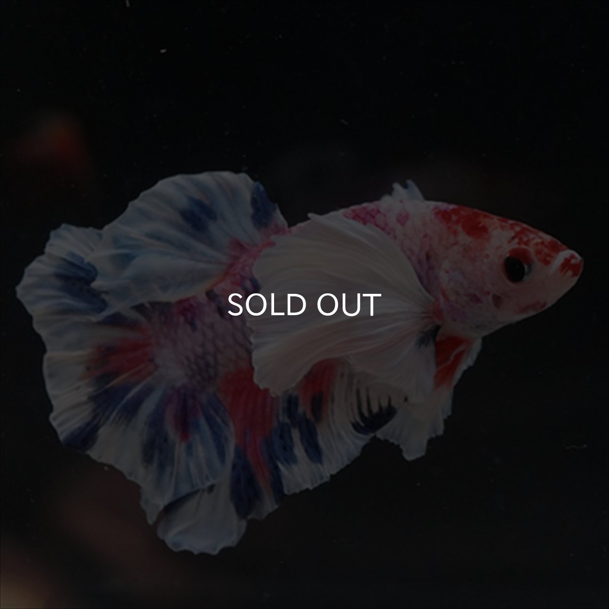 画像13: HMPK　キャンディダンボ (13)