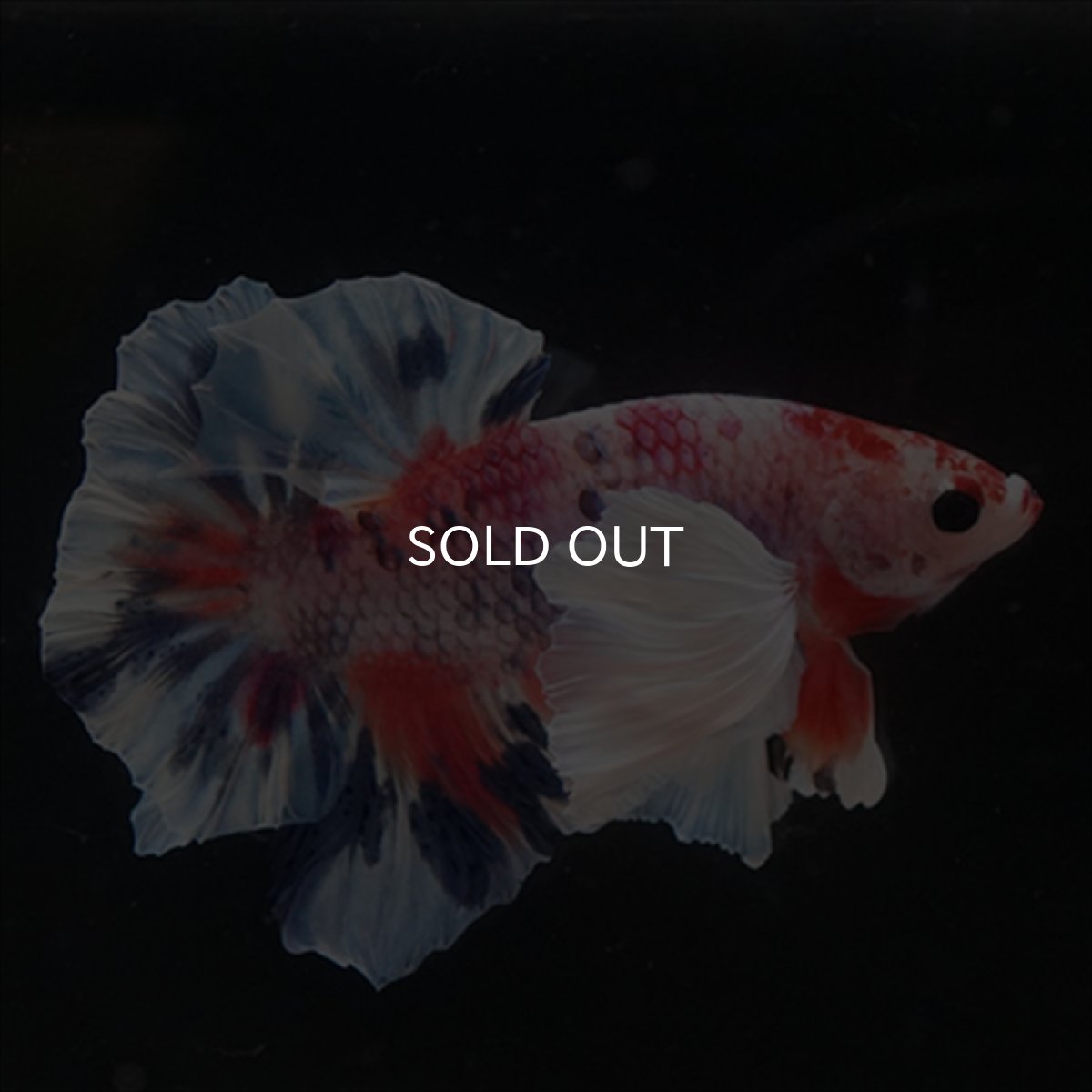 画像12: HMPK　キャンディダンボ (12)