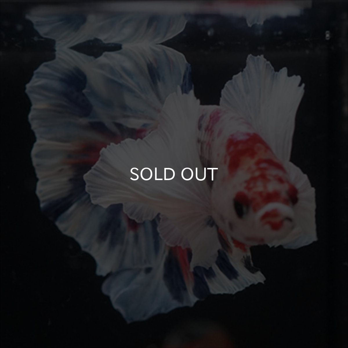 画像11: HMPK　キャンディダンボ (11)