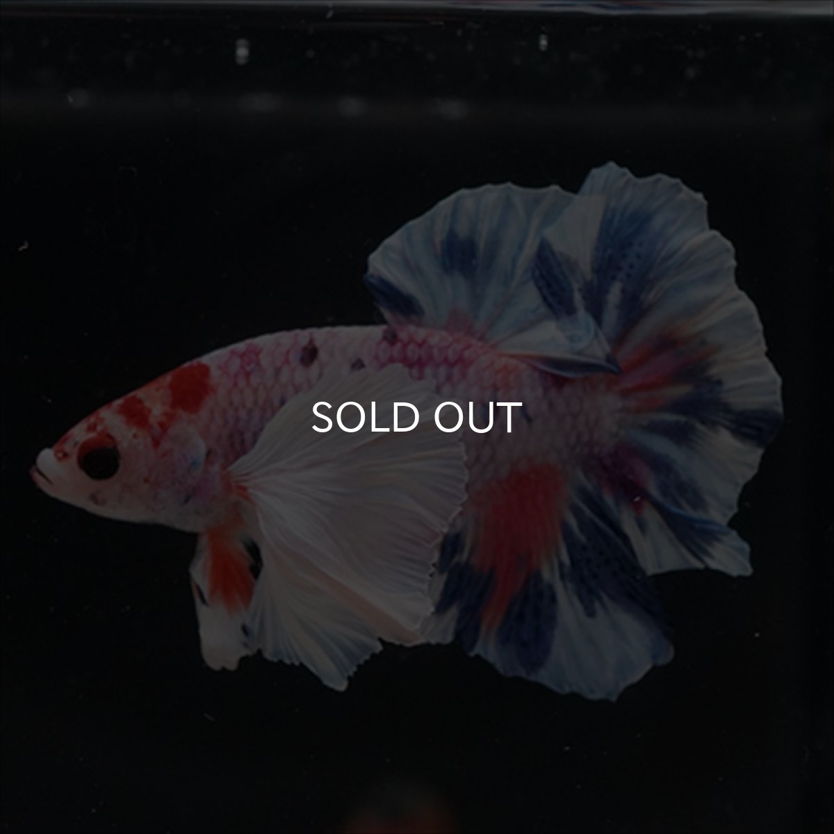 画像10: HMPK　キャンディダンボ (10)