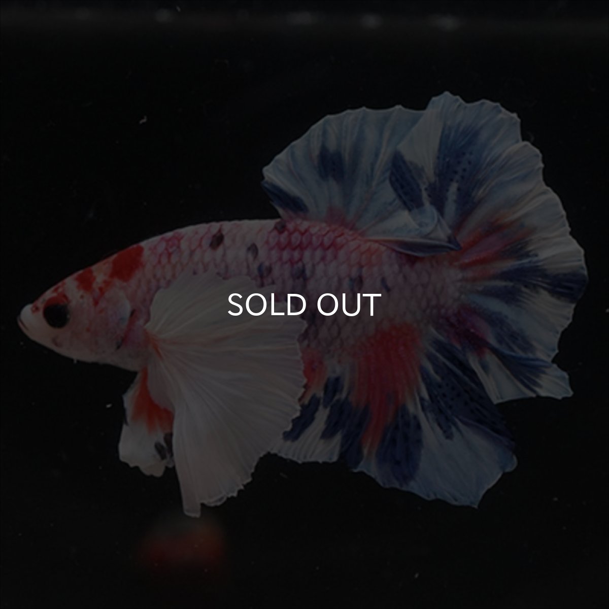 画像9: HMPK　キャンディダンボ (9)