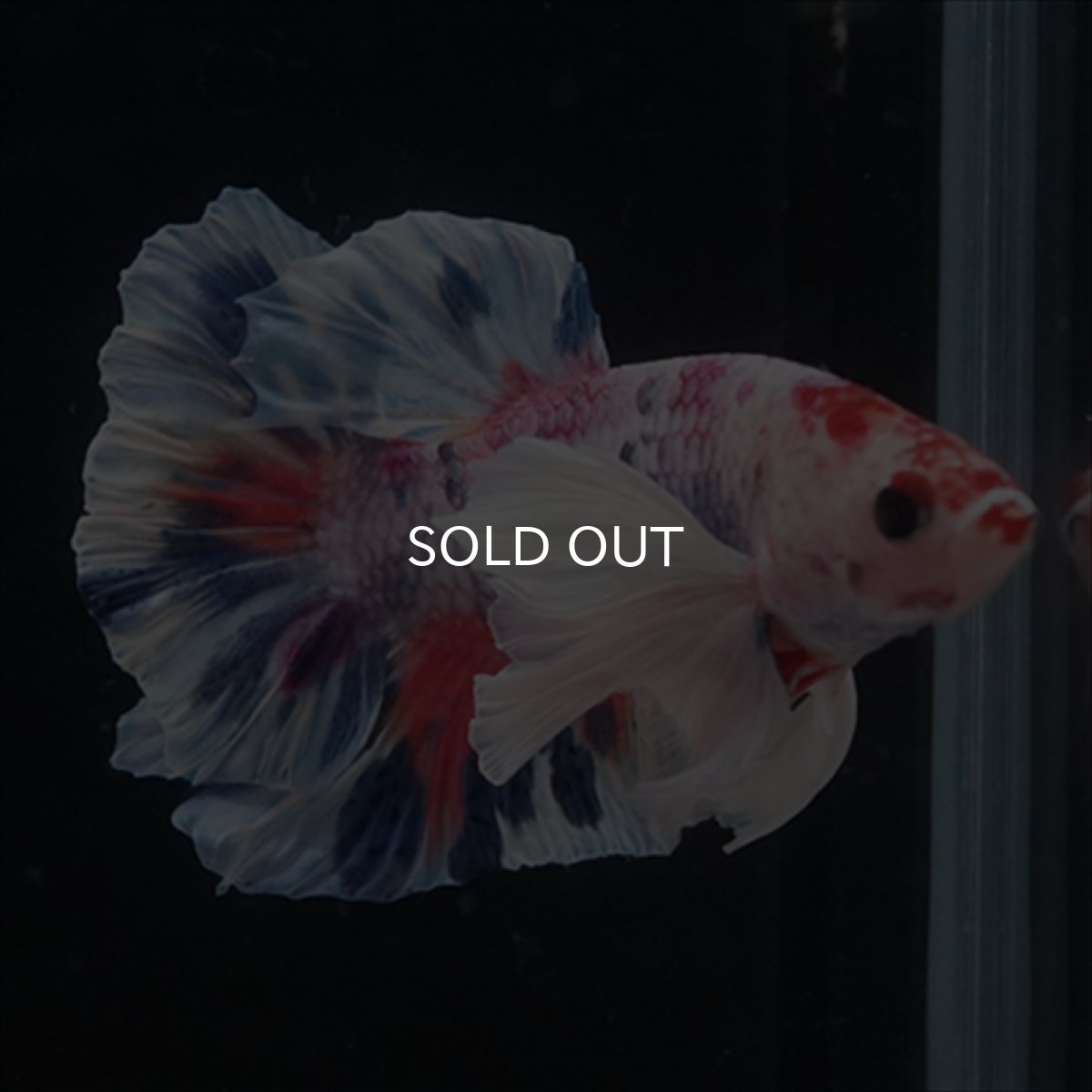 画像8: HMPK　キャンディダンボ (8)